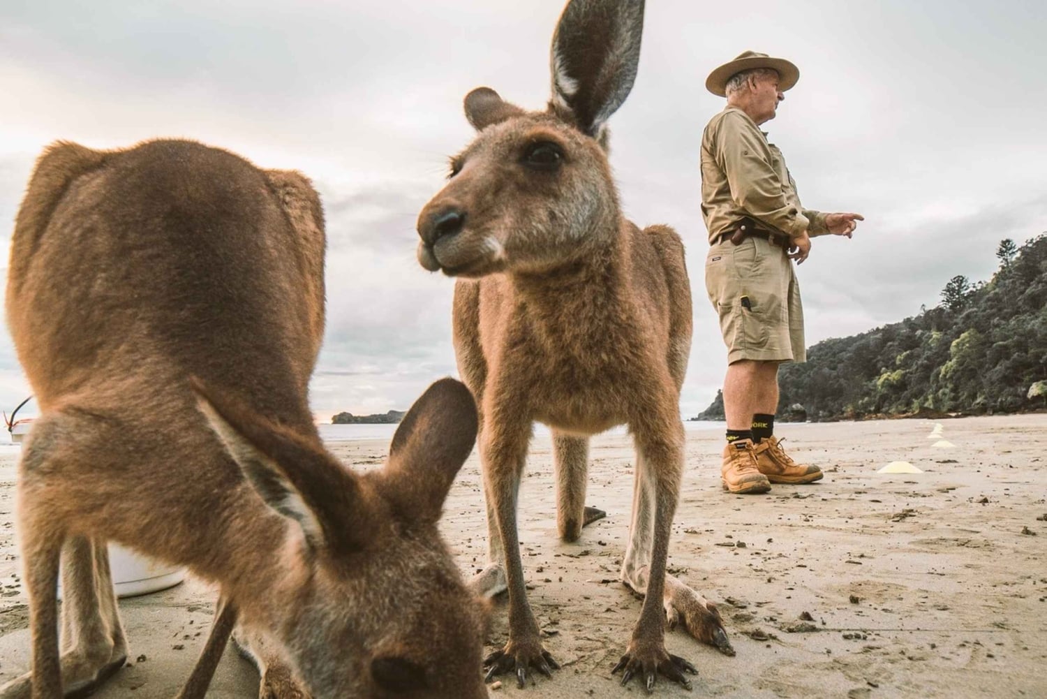 Fra Mackay: Wallabies på stranden soloppgangstur