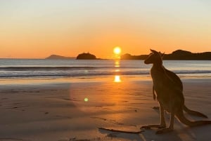 Fra Mackay: Wallabies på stranden soloppgangstur