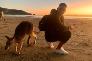 Fra Mackay: Wallabies på stranden soloppgangstur