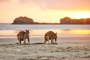 Fra Mackay: Wallabies på stranden soloppgangstur