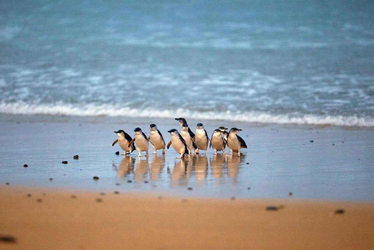 Fra Melbourne: Pingvinparade og koala-tur