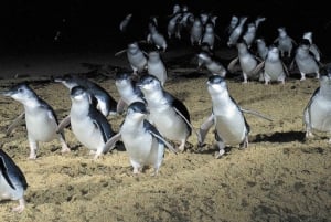 Z Melbourne: Penguin Parade, koale i kangury