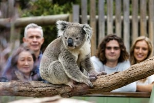 Z Melbourne: Penguin Parade, koale i kangury