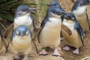 Z Melbourne: Penguin Parade, koale i kangury