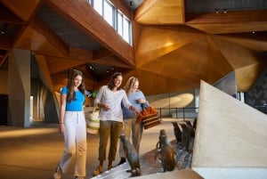 Z Melbourne: Penguin Parade, koale i kangury