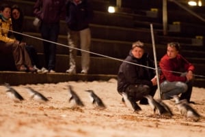 Z Melbourne: Penguin Parade, koale i kangury