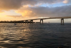 Z Melbourne: Penguin Parade, koale i kangury