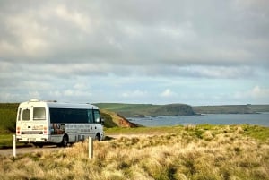 Z Melbourne: Penguin Parade, koale i kangury