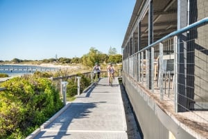 De Perth: Viagem de 1 dia de bicicleta e ferry para a ilha Rottnest