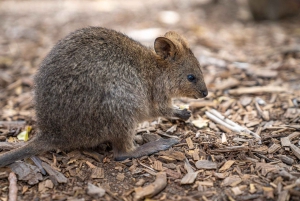 Vanuit Perth: Watervliegtuigvlucht naar Rottnest Island met lunch