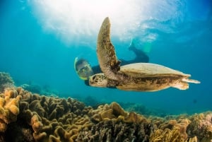 Vanuit Port Douglas: Low Isles Groot Barrièrerif zeiltocht