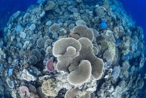 Da Port Douglas: crociera in catamarano di lusso sulla barriera corallina esterna