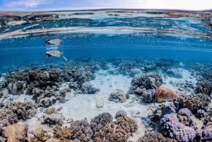 Da Port Douglas: crociera in catamarano di lusso sulla barriera corallina esterna