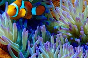 Da Port Douglas: crociera in catamarano di lusso sulla barriera corallina esterna