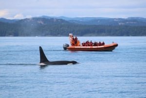 Ab Victoria: Whale Watching Tour mit dem Zodiac-Boot