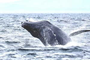 Ab Victoria: Whale Watching Tour mit dem Zodiac-Boot