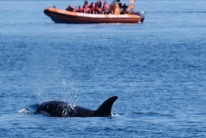Ab Victoria: Whale Watching Tour mit dem Zodiac-Boot