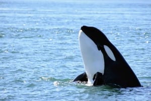 Ab Victoria: Whale Watching Tour mit dem Zodiac-Boot