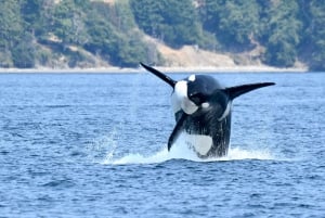 Ab Victoria: Whale Watching Tour mit dem Zodiac-Boot