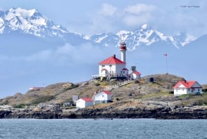 Ab Victoria: Whale Watching Tour mit dem Zodiac-Boot