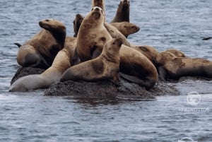 Ab Victoria: Whale Watching Tour mit dem Zodiac-Boot