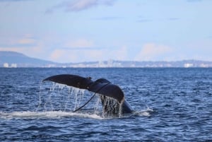 Ab Victoria: Whale Watching Tour mit dem Zodiac-Boot