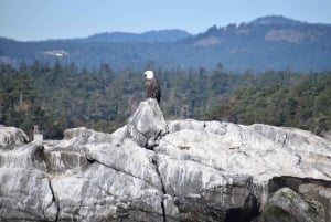 Ab Victoria: Whale Watching Tour mit dem Zodiac-Boot