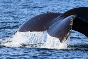 Ab Victoria: Whale Watching Tour mit dem Zodiac-Boot