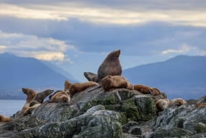 Ab Victoria: Whale Watching Tour mit dem Zodiac-Boot