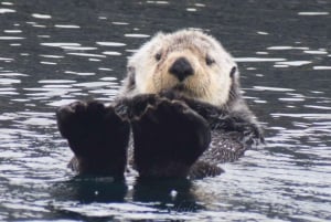 Ab Victoria: Whale Watching Tour mit dem Zodiac-Boot