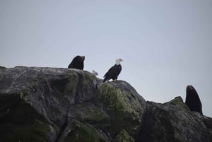 Ab Victoria: Whale Watching Tour mit dem Zodiac-Boot