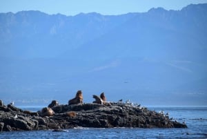 Ab Victoria: Whale Watching Tour mit dem Zodiac-Boot