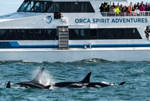 From Victoria: Whale Watching Trip on Covered Boat