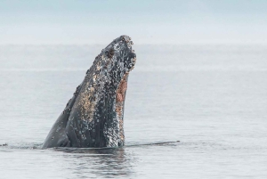 From Victoria: Whale Watching Trip on Covered Boat
