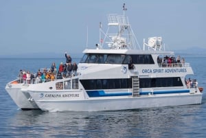 ビクトリア発：屋根付きボートで行くホエールウォッチングツアー