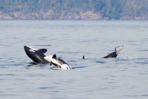 ビクトリア発：屋根付きボートで行くホエールウォッチングツアー