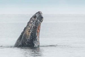 ビクトリア発：屋根付きボートで行くホエールウォッチングツアー