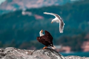 ビクトリア発：屋根付きボートで行くホエールウォッチングツアー