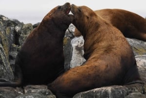 ビクトリア発：屋根付きボートで行くホエールウォッチングツアー