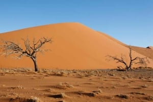 Vanuit Windsor: 2-daagse tour naar Phillip Island & Wilsons Promontory