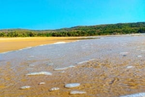 Vanuit Windsor: 2-daagse tour naar Phillip Island & Wilsons Promontory