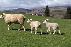 De York: Viagem de 1 dia para Whitby e North York Moors