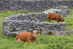 Galway: Crociera sulle scogliere, Isole Aran e tour di un giorno nel Connemara