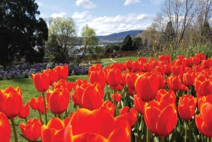 Grand Hobart & Richmond koko päivän kierros