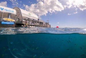Isla de ensueño: Crucero de Aventura por la Gran Barrera de Coral