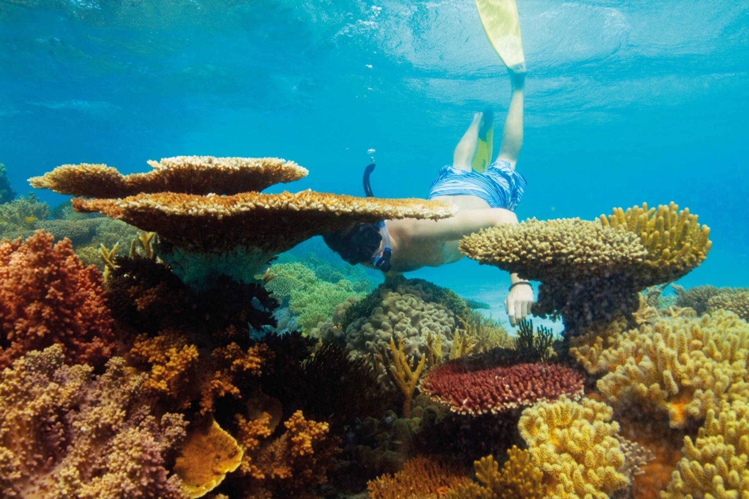 great barrier reef tours from hamilton island