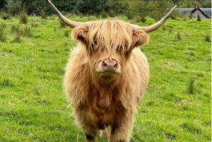 Экскурсия по питомнику «Келпи» в Глазго, на ферму «Хайленд Коу» из Эдинбурга