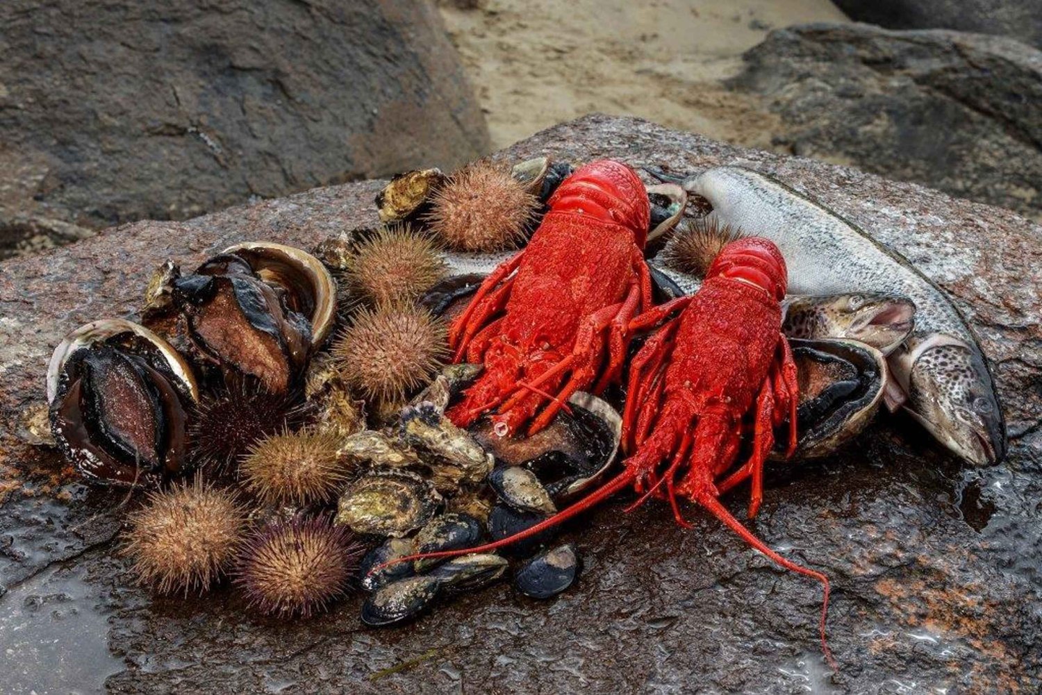 Hobart: Heldags Tasmanien Gourmet Seafood Cruise