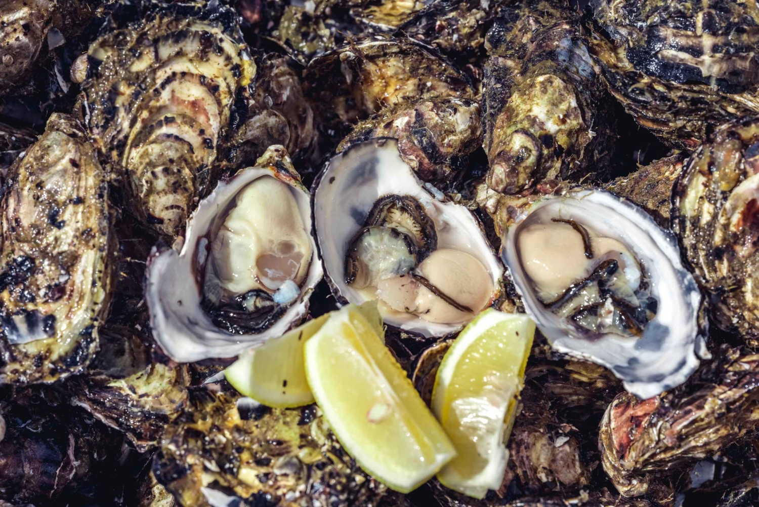 Hobart: Hele dag Tasmanië gastronomische zeevruchten cruise