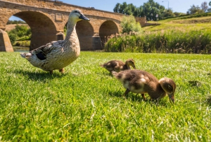 Hobart: Transporte para o Monte Wellington e Richmond Village